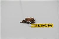 藏品(牧氏毛粒蟹)的圖片